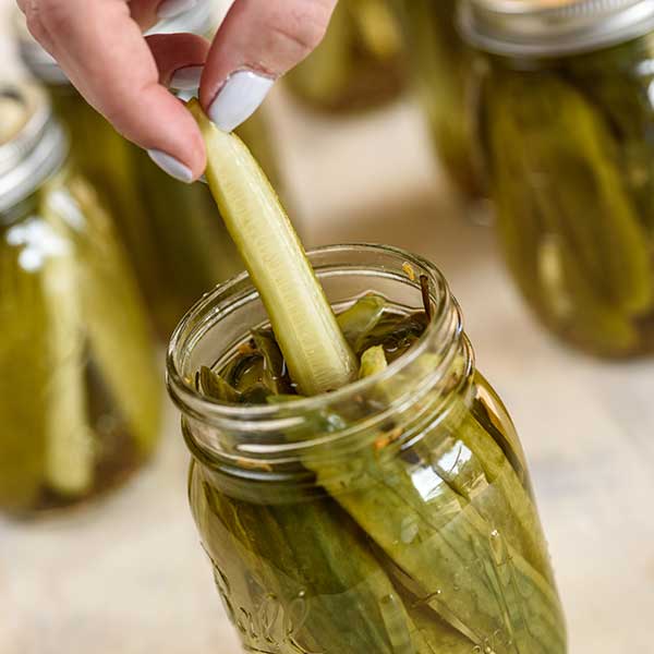 Quick and Easy Dill Pickles